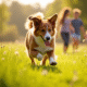 Chien berger australien brun courant dans un pré ensoleille