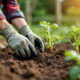 Jardinier inspectant un sol sec dans un jardin avec plantes fanées