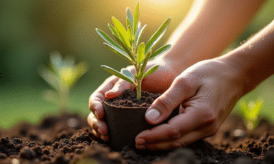 Mains plantant un olivier dans un pot avec terre naturelle