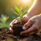 Mains plantant un olivier dans un pot avec terre naturelle